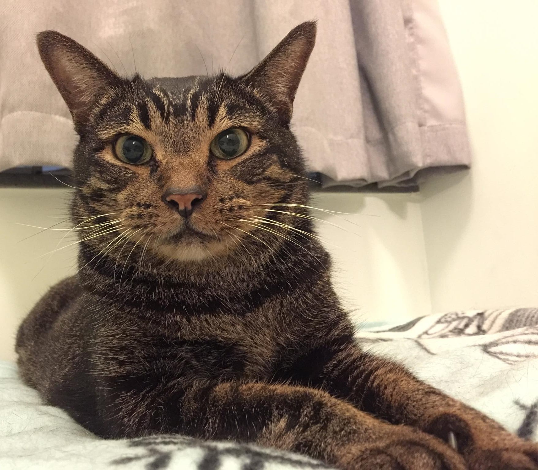 Cat with narrow pupils