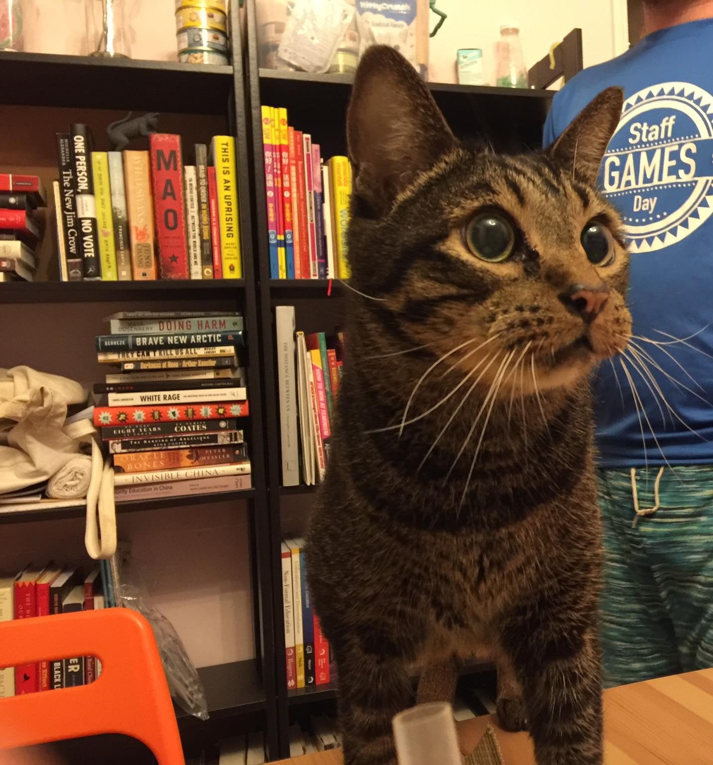 Cat with wide pupils